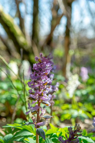 Purple flowers of Hollowroot in the forest. Blooming Corydalis cava in springtime. - Photo, Image