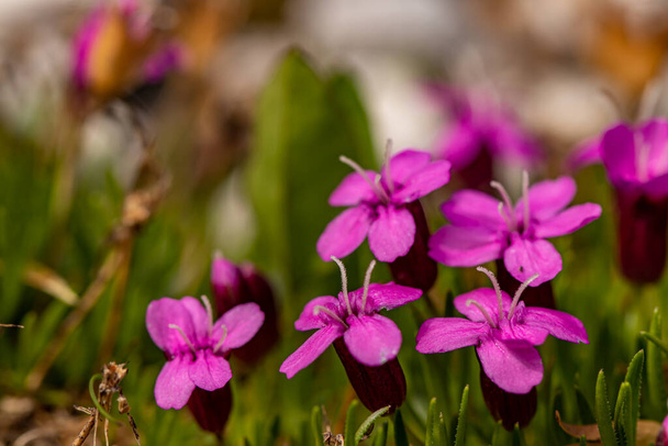 Silene acaulis цветок в горах - Фото, изображение