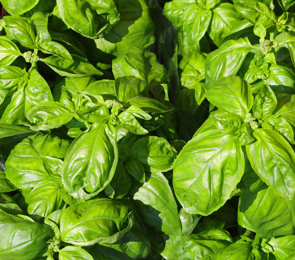 background of large green basil leaves for sale by the gardener - Photo, Image