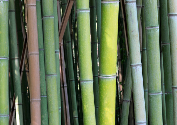 series of green bamboo canes in the thicket and some dried in asia - Фото, зображення
