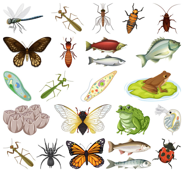 Различные виды насекомых и животных на белом фоне - Вектор,изображение
