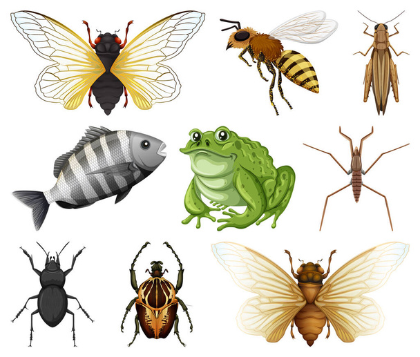 Różne rodzaje owadów i zwierząt na białym tle ilustracji - Wektor, obraz
