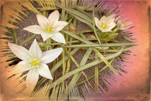 Zephyranthes virágok a természetben. Közönséges neve fajok ebben a nemzetségben közé tartozik a tündér liliom, szivárvány, zefír liliom, mágikus liliom, Atamasco liliom, és az eső liliom. - Fotó, kép