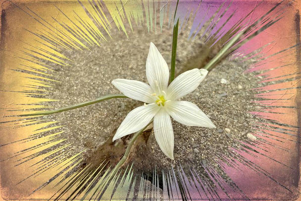 Zephyranthes kukkia luonnossa. Tämän suvun lajien yleisimpiä nimiä ovat keiju lilja, sademetsä, zephyr lilja, taikalilja, Atamasco lilja ja sade lilja.. - Valokuva, kuva