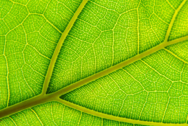 Green leaf macro background. Closeup texture and pattern of organic plant. Selected focus. Nature, foliage, biology background. - Фото, изображение