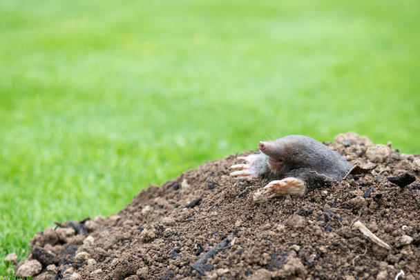 European mole crawling out of molehill above ground, showing strong front feet used for digging underground tunnels - Photo, Image