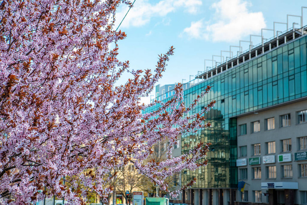 kvetoucí sakura strom na slunné jarní den kancelářské budovy na pozadí - Fotografie, Obrázek