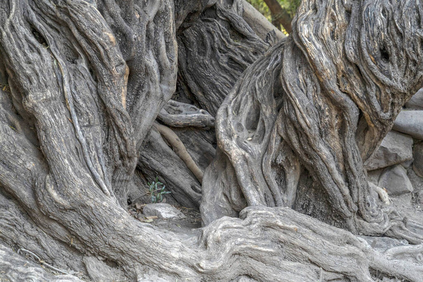 300 AÑOS OLIVE TREE en san francisco javier vigge biaundo misión loreto sitio - Foto, imagen