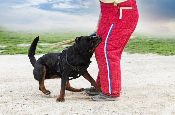 young rottweiler training for protection sport and police - Photo, Image