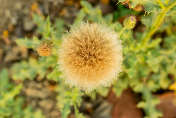 Αυτό το πολυετές βότανο φυτρώνει από πυκνές ρίζες. Οι μίσχοι του είναι όρθιοι, διακλαδισμένοι και τριχωτοί. Αστραφτερή γαϊδουράγκαθο, γαϊδουράγκαθο, αιώνιο γαϊδουράγκαθο, Cirsium incanum κ.λπ. - Φωτογραφία, εικόνα