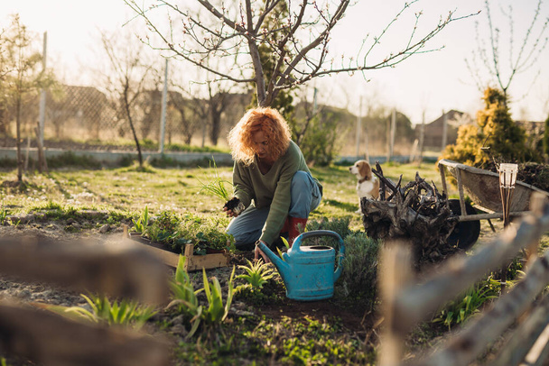 woman planting vegetables in her backyard garden - Foto, imagen