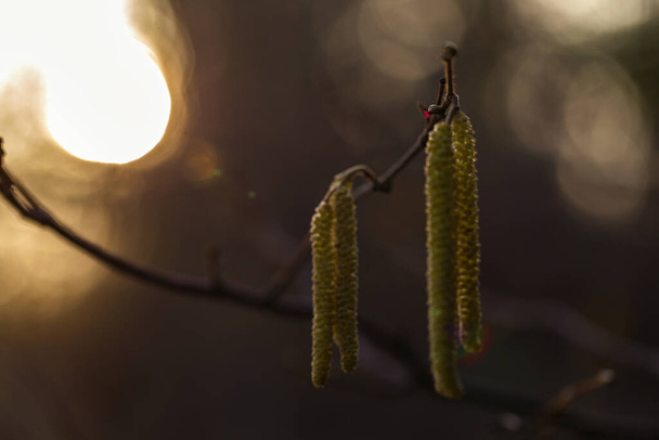 Цвітіння звичайного ліщини (Corylus avellana) ранньою весною під вечірнім світлом заходу сонця, красивою художньою фотографією. Чоловічі і жіночі квіти Corylus avellana крупним планом в красивому світлі
. - Фото, зображення