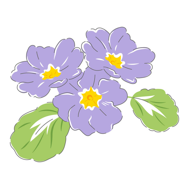 Primula spring flower - Vector, afbeelding