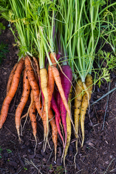 organic carrots  - Φωτογραφία, εικόνα