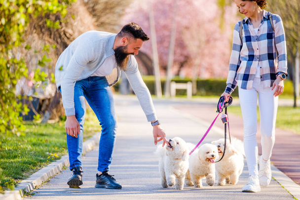 Bianco Bichon Frise cani a piedi accanto ai suoi proprietari nella giornata di sole. - Foto, immagini