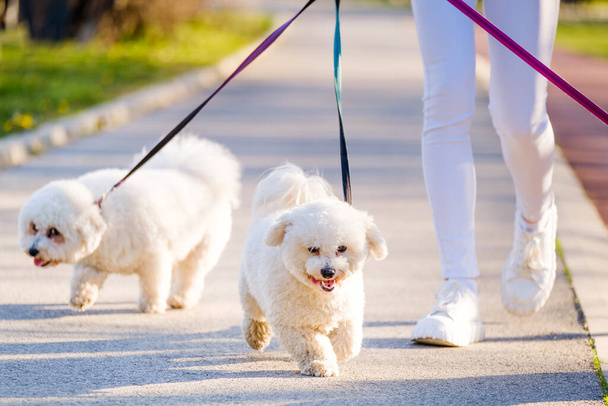 White Bichon Frise dogs walking next to its owner on sunny day. - Photo, Image