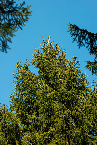 Large green pine tree in a forest. Low angle shot, blue sky in the background, no people. - Photo, Image