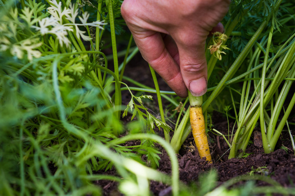 harvesting carrots  - Foto, immagini
