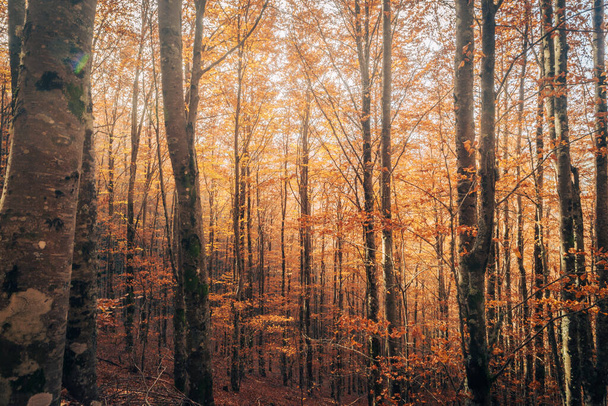 Буковый лес Сао Лоуренко, листья тропинки падают в грунт на осеннем фоне в ноябре, Мангас, Серра-да-Эстрела, Португалия. - Фото, изображение