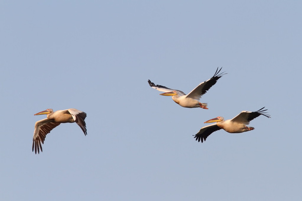 muodostelmassa lentävät suuret pelikaanit
 - Valokuva, kuva