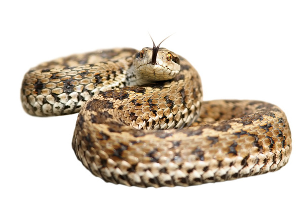 yksittäinen myrkyllinen käärme valmiina hyökkäämään
 - Valokuva, kuva