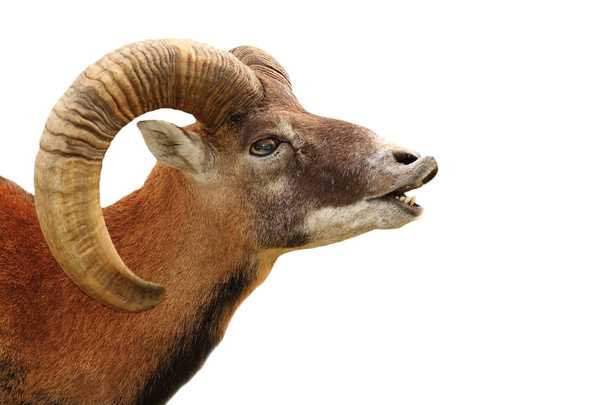 retrato de mouflon em branco
 - Foto, Imagem