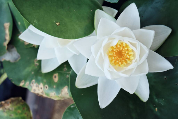 Belle de fleurs de lotus blanc et feuilles vertes - Photo, image