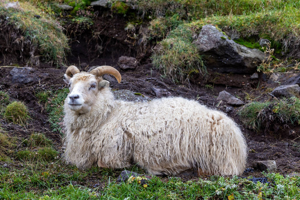 Ισλανδικό πρόβατο στη βουνοπλαγιά. Αυτή η σκληρή φυλή είναι γνωστή για το παχύ και ζεστό μαλλί της. - Φωτογραφία, εικόνα