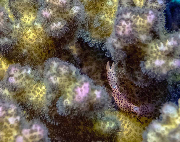 A Tiger Coral Crab (Trapezia tigrina) in the Red Sea, Egypt - Photo, Image