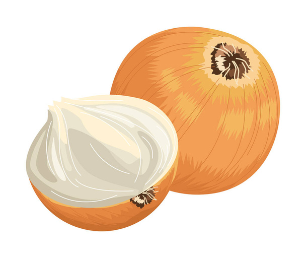 fresh onions vegetable - Vector, Image