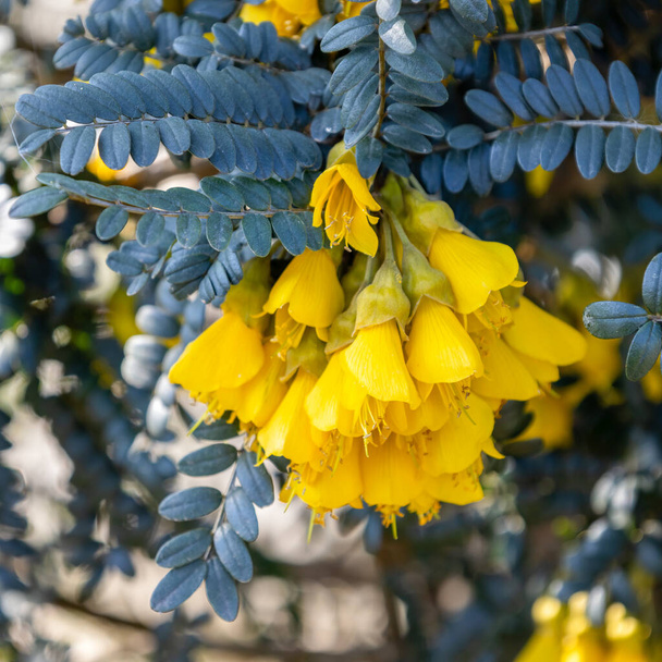 Sophora denudata Bory shrub flowering in East Grinstead - Photo, Image
