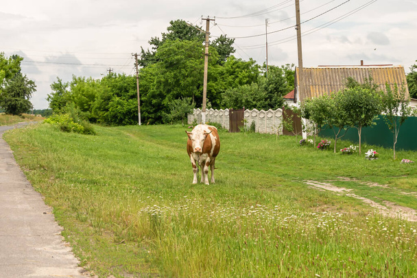Фотография на тему красивой большой молочной коровы пасется на зеленом лугу под голубым небом. Фото, состоящее из молочной коровы с длинным хвостом, поедающей солому на лугу. Молочная корова на лугу для вкусной белой жидкости. - Фото, изображение