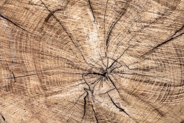 Beautiful wooden fracture old oak, natural texture close up, texture consisting of old surface wooden fracture oak, striped texture wooden old oak, decorative tabby fracture for wallpaper background - Foto, Imagem