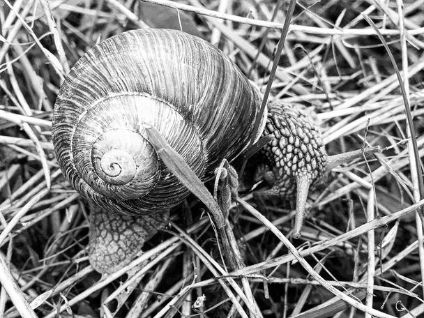 Big garden snail in shell crawling on wet road hurry home, snail Helix consist of edible tasty food coiled shell to protect body, natural animal snail in shell from slime can made nourishing cream - Foto, Bild