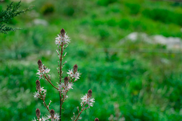 Asphodelus ramosus (asphodel ramifié) fleur - Photo, image