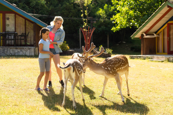 Photo of a young girl feeding deer and hugs him - Foto, Imagen