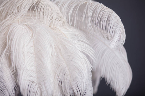 Palmera blanca hecha de plumas, elegante decoración de estudio - Foto, Imagen