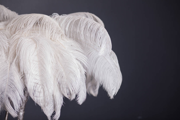 White palm tree made of feathers, stylish studio decoration - Photo, Image