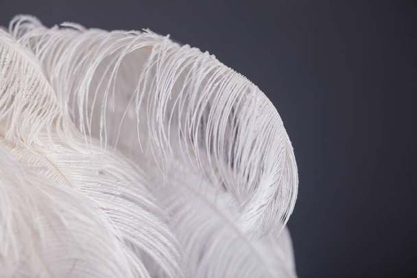 Λευκό φοινικόδεντρο από φτερά, μοντέρνα διακόσμηση στούντιο - Φωτογραφία, εικόνα