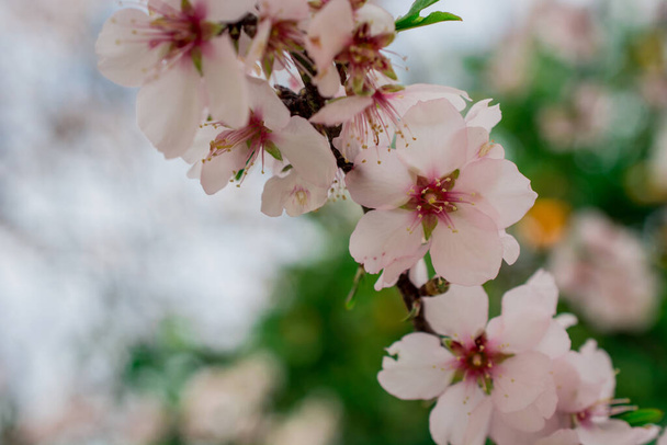 冬に白とピンクのアーモンドの花をクローズアップし - 写真・画像