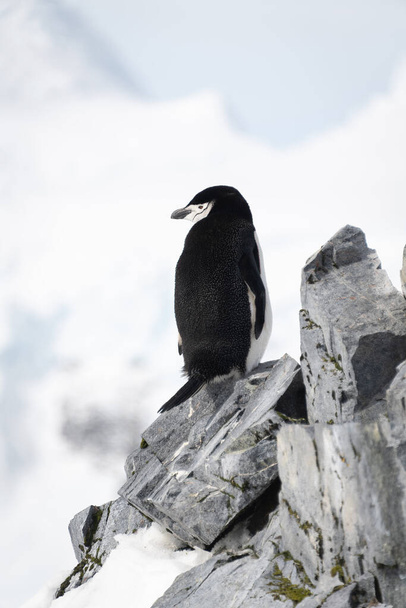 Chinstrap pingwin patrzy wstecz od skalistego grzbietu - Zdjęcie, obraz