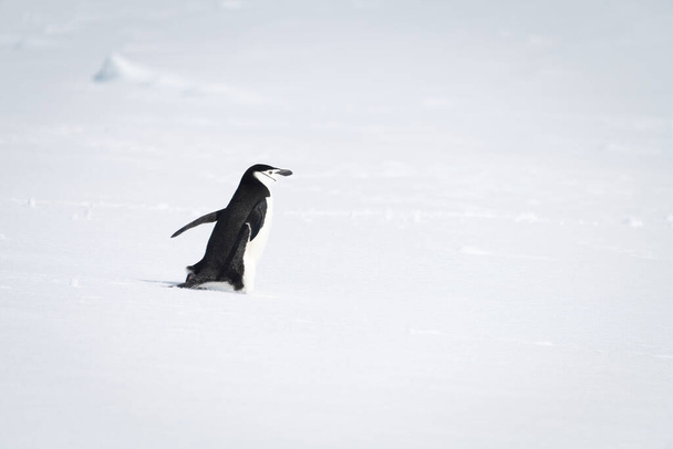 Chinstrap pingüino avanza a través de la nieve mirando a la derecha - Foto, Imagen