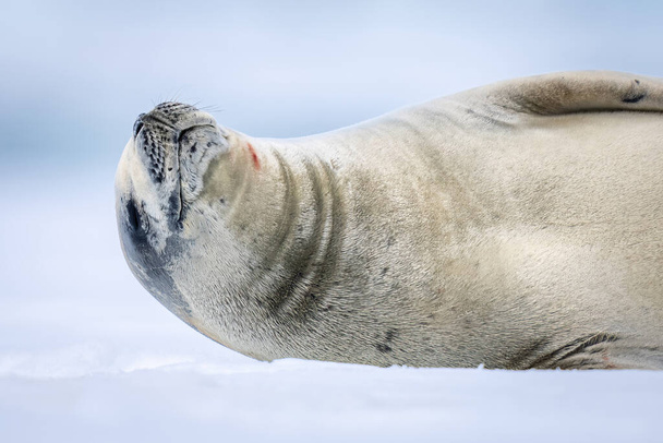 Close-up of crabeater seal dozing on ice - Foto, immagini
