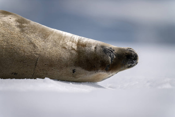 Detailní záběr tuleně kraby dřímajícího na ledovci - Fotografie, Obrázek