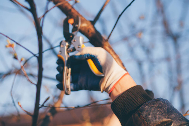 Mannelijke hand met tuinschaar voor het snoeien van struiken - Foto, afbeelding