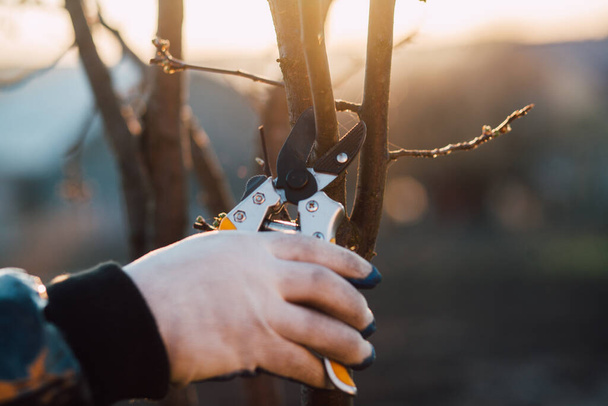 Mužská ruka se zahradními nůžkami na prořezávání keřů - Fotografie, Obrázek