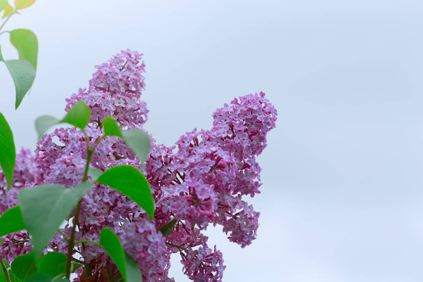 Branch with spring lilac flowers in garden isolated on sky background. - Photo, Image