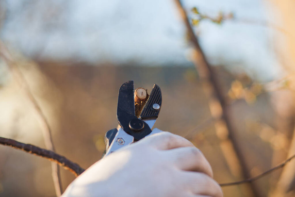 Männliche Hand mit Gartenschere zum Rückschnitt von Sträuchern - Foto, Bild