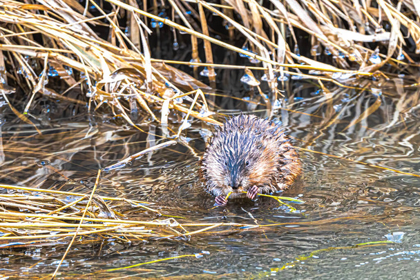 Muskrat (Ondatra zibethicus) Eating in a River - Photo, Image