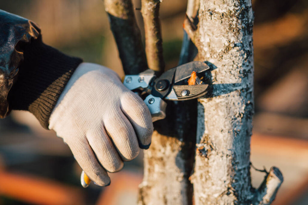 Male hand with garden scissors for pruning bushes - Valokuva, kuva